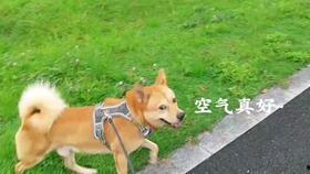 一个狗狗最新爆料视频在线观看,揭秘宠物界的秘密生活 第3张 一个狗狗最新爆料视频在线观看,揭秘宠物界的秘密生活 第3张